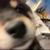 瓜迪奥拉烤地瓜