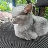 猫七_MAOSEVEN