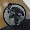 伯言Y