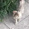 霍比特人杀手