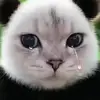 拉尼米