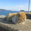 绝命猫沙拉