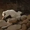 火星欧洲最佳年轻球员小韦295