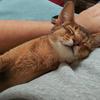 猫猫老公