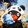 邪恶沙糖桔