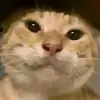 摩洛哥草本