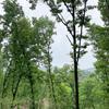王家湾前锋卡迪斯