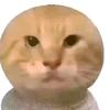 丢丢猫