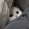 浙江莱万特小彭