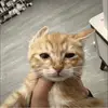 陈平安的十五