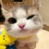 爱姆伯莫的小霉团