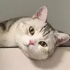 冰椰露