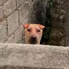 猴度史东