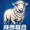 陕西联合12号