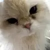 TGLTN
