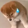 砚周