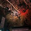 宁夏罗马小杜