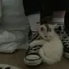 飒沓流星梦