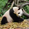 长沙莫利诺克斯球场小韩6