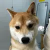 王小喜要温柔