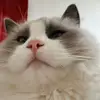 库尼亚头号黑子