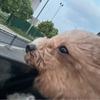 团长你就是miku吧