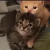 Sargas的经纪人