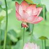枪森