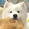真的就只想看球