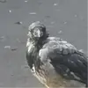 Raven21