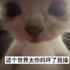 大嘻瓜