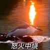 蒺藜刺