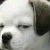 44444s