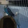 ininjn