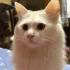 冰糖柠檬zz