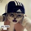 嘎子爱喝百事可乐