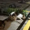 吧嚟吧撒喇叽