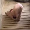 轻风