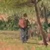 纯奶淇琳