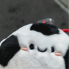 成都少帅阿洛伊西