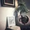 物换星移几度秋o