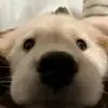 猫咪和茶