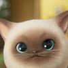 猫咪骑士