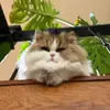 林花_谢了春红