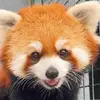 晓夜微白