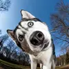 THRILLS