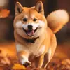 绵绵小瓜瓞