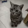 日和猫