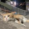 深圳青岛青春足球场小徐7